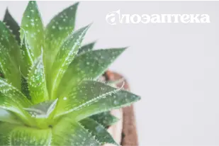 Мобильное приложение для бизнеса